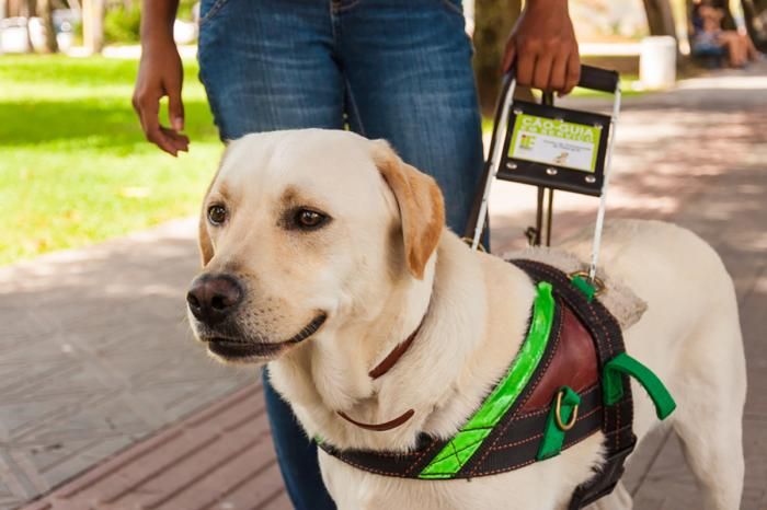 Animais de suporte emocional em condomínios