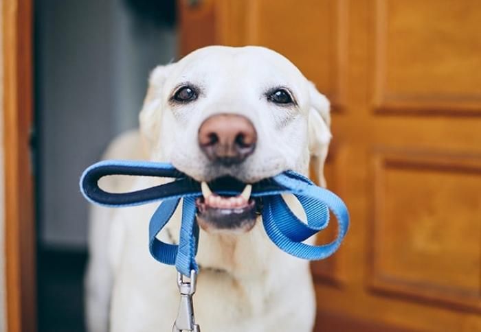 Uso obrigatório de coleira e guia para cães em áreas comuns de condomínios