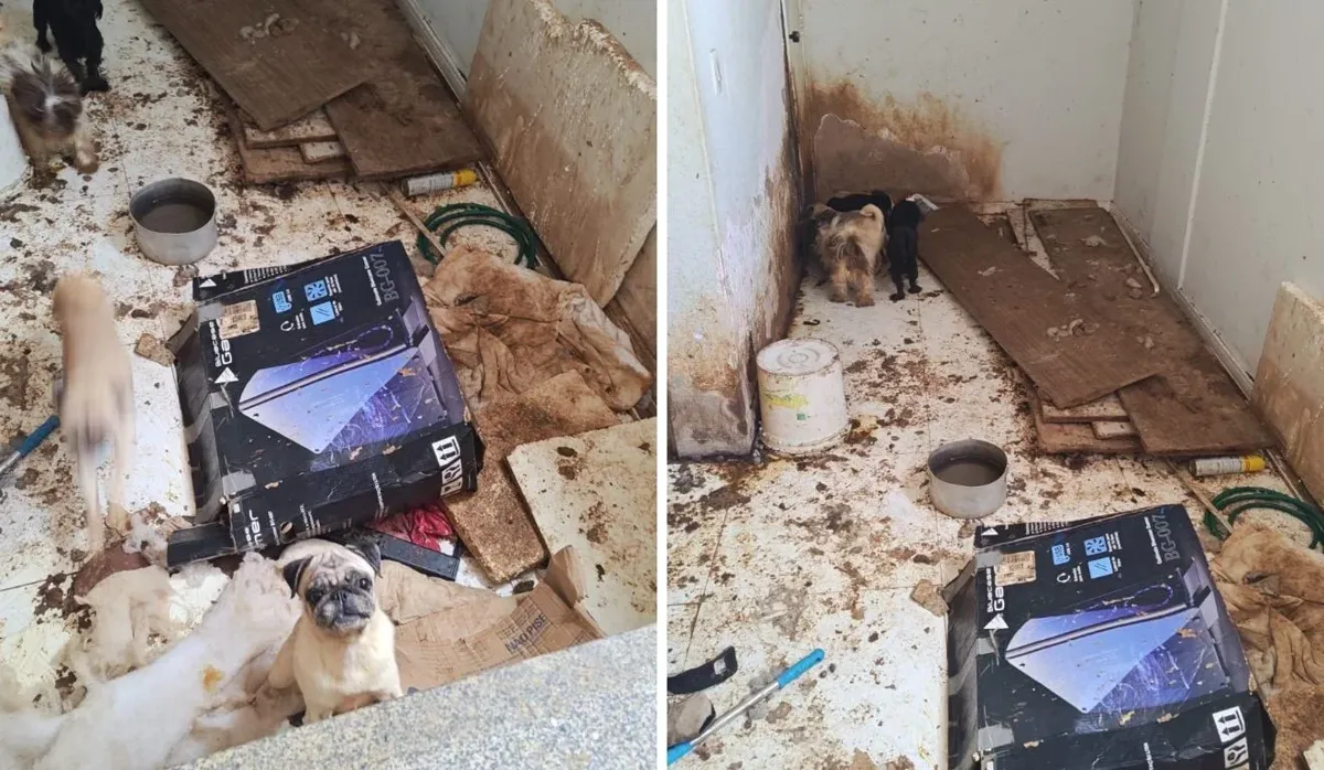 Dez-animais-sao-abandonados-em-apartamento-apos-moradora-perder-imovel-em-Vila-Velha.webp