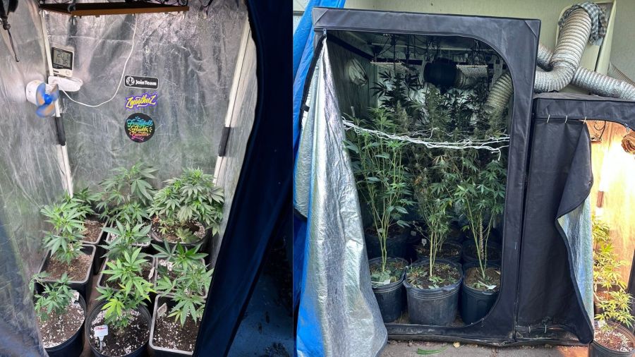 Advogado é preso por cultivar maconha em apartamento de luxo no DF