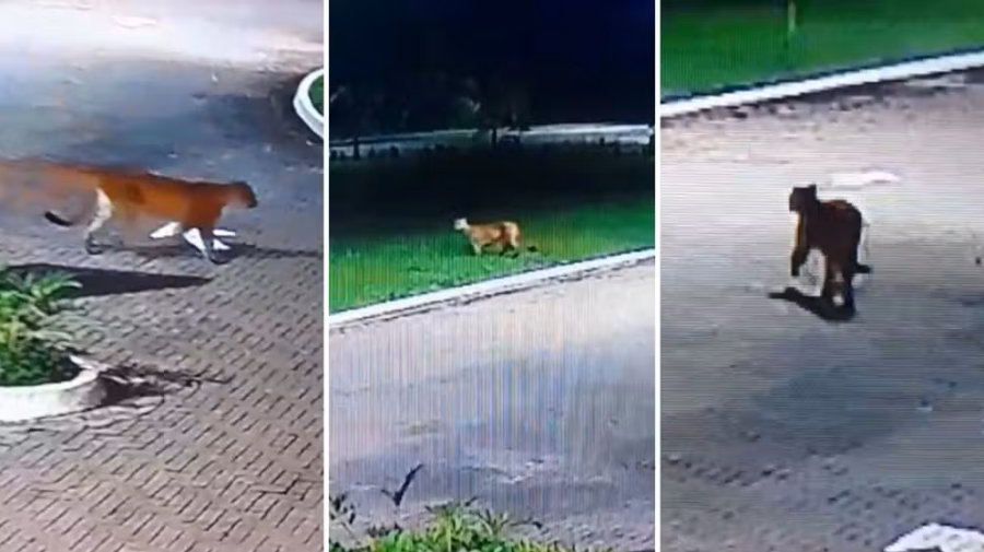 Onça-parda é flagrada circulando em condomínio no litoral de SP e alerta moradores