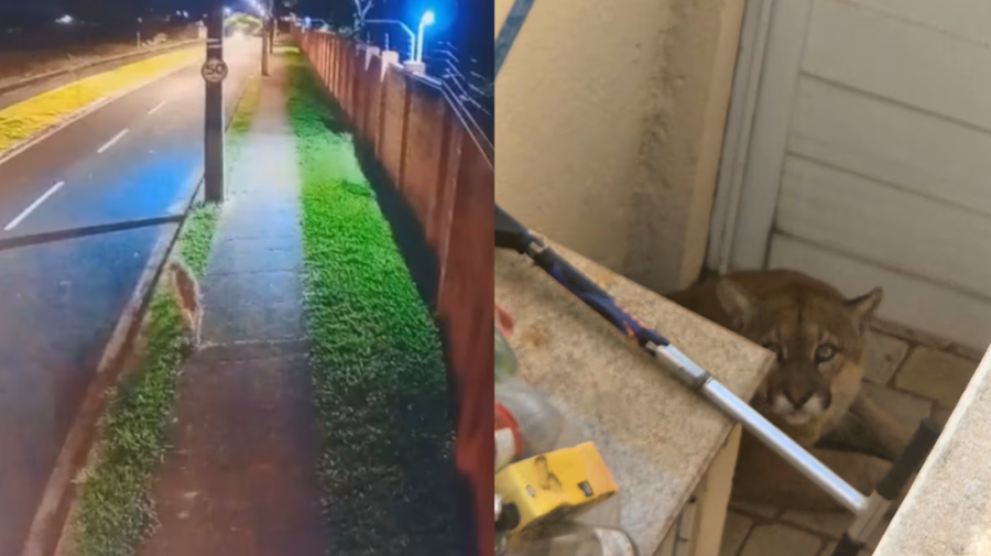 Onça invade condomínio de luxo em Uberlândia e mobiliza Corpo de Bombeiros