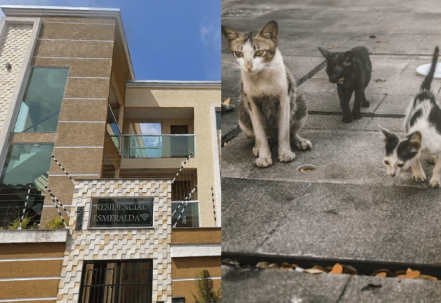 Morador é acusado de ser "serial killer de gatos" em condomínio na Zona Leste de SP