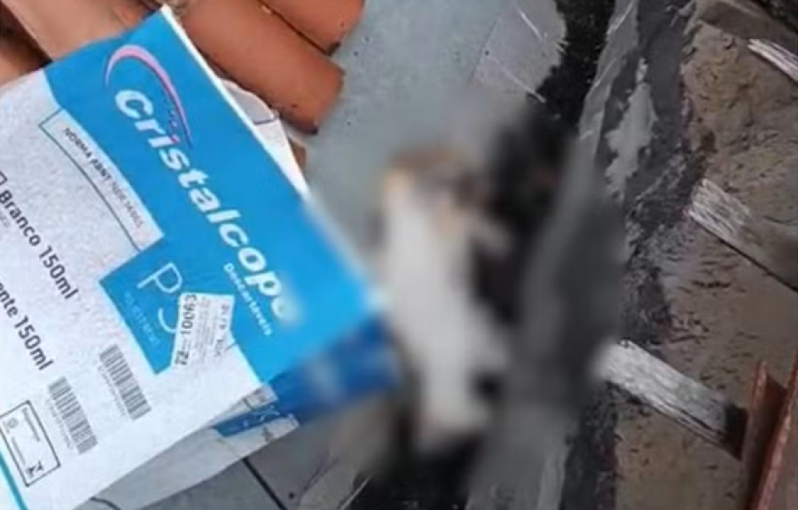 Mulher é indiciada por maus-tratos após jogar gatos do oitavo andar de prédio em Campina Grande