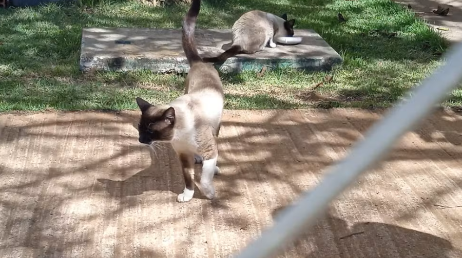 Pelo menos 10 gatos morrem em condomínio do Jardim Botânico, no DF, e caso é investigado pela Polícia Civil