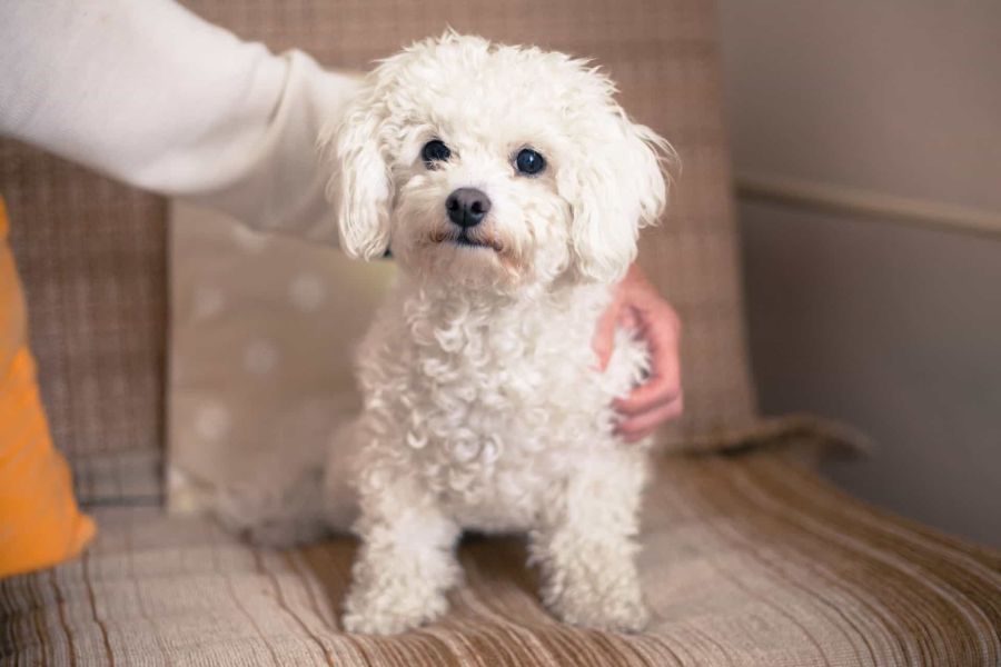 Justiça obriga uso de guia curta e focinheira em poodle após ataques a outros cães em condomínio de Goiânia