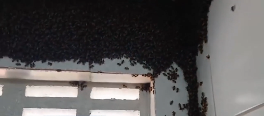 Enxame com 20 mil abelhas invade apartamento no DF e mobiliza apicultor