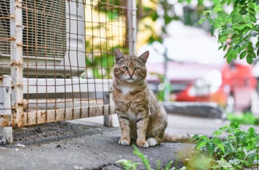 Gatos comunitários desaparecem em condomínio e moradores são multados por alimentar os animais