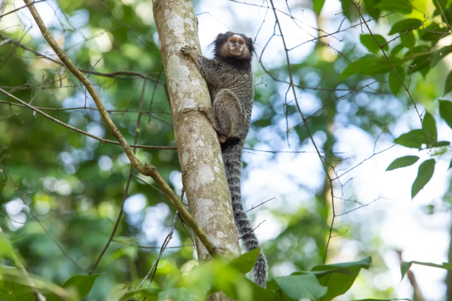Saguis surpreendem moradores em condomínio de Ponta Grossa e reacendem debate sobre convivência com a fauna urbana