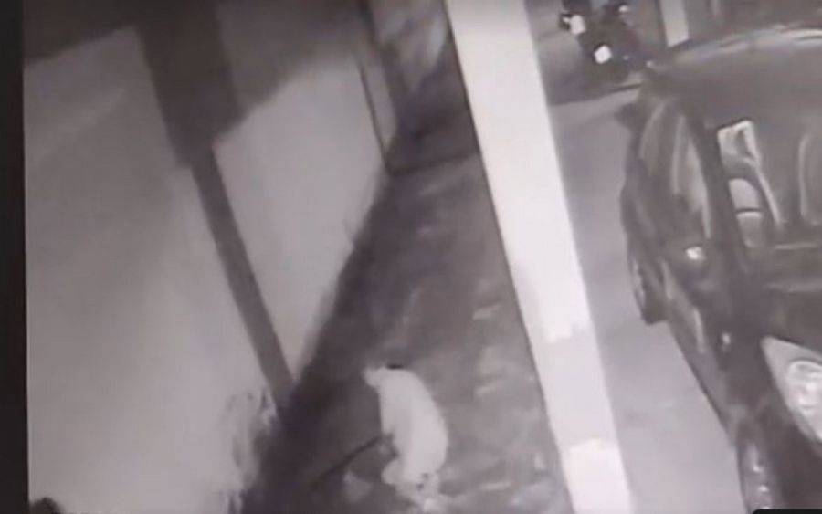Idosa de 77 anos é brutalmente agredida por vizinhas em condomínio na Ilha do Governador (RJ)