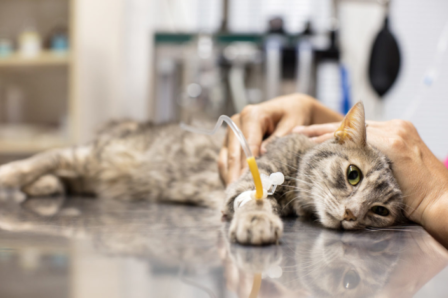 Crueldade em condomínio: gatos e pássaros aparecem mortos com suspeita de envenenamento em Campo Grande