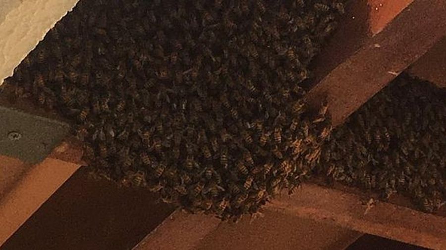 Condomínio em Goiânia é invadido por enxame de abelhas; moradores tentam remoção com água sanitária