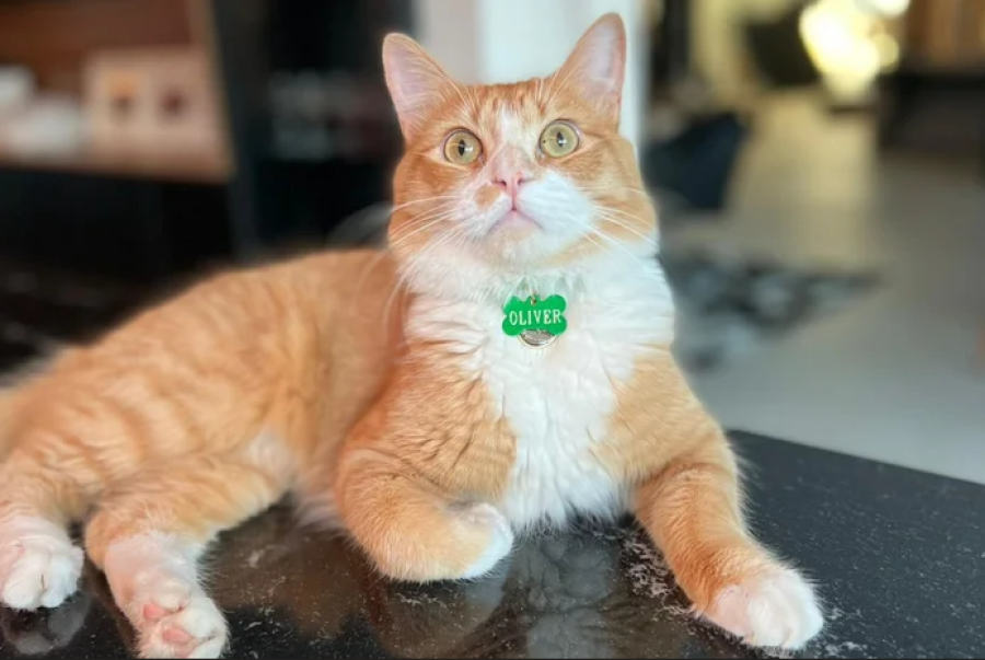 Gato é morto a tiro em condomínio de luxo em Cachoeirinha (RS)