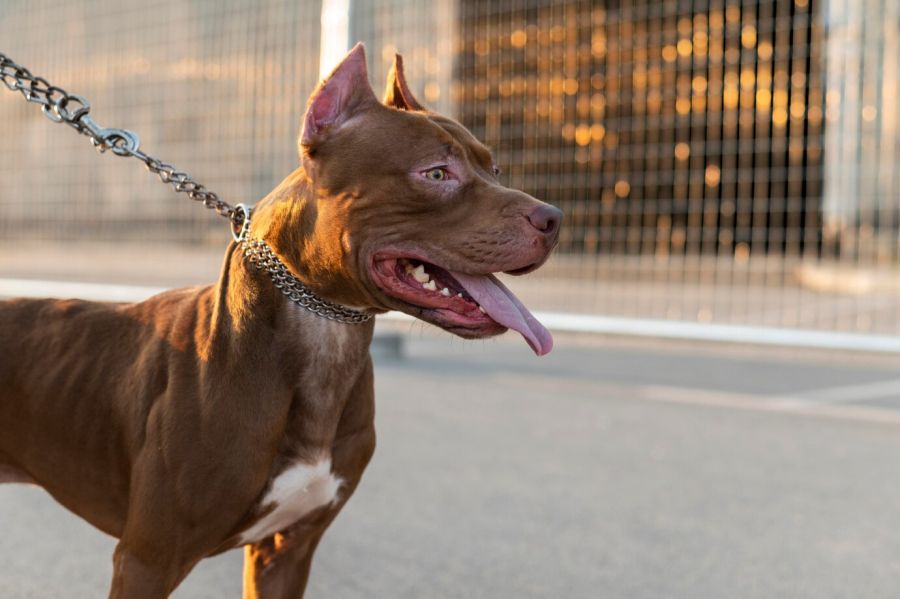 Tutora de pitbull responderá criminalmente após ataque a Yorkshire em condomínio
