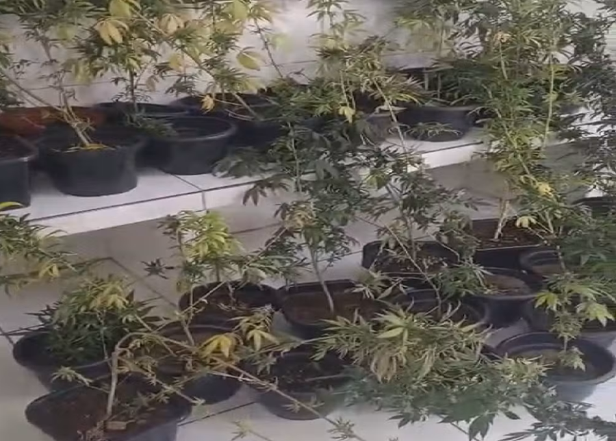 Polícia encontra estufa com 43 pés de maconha em apartamento no Grande Recife
