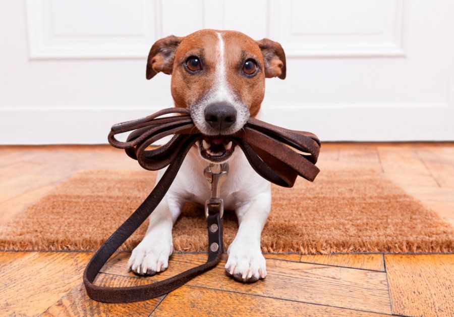 Condomínios ainda podem proibir pets? saiba o que diz a lei
