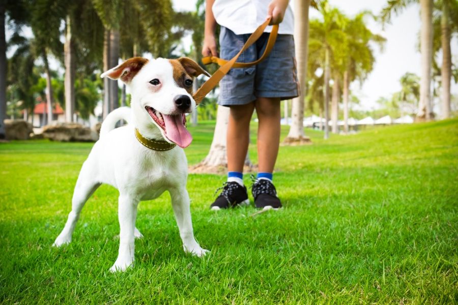 Justiça de limeira valida multa de R$ 2.640 por deixar cães soltos em condomínio