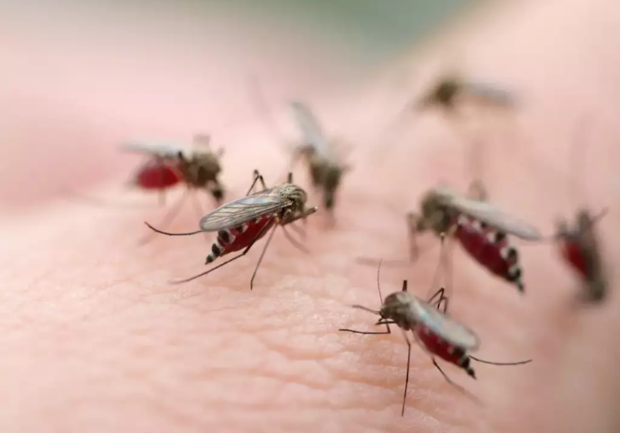 Condomínio no Recreio (RJ) enfrenta infestação de mosquitos e moradores relatam risco à saúde