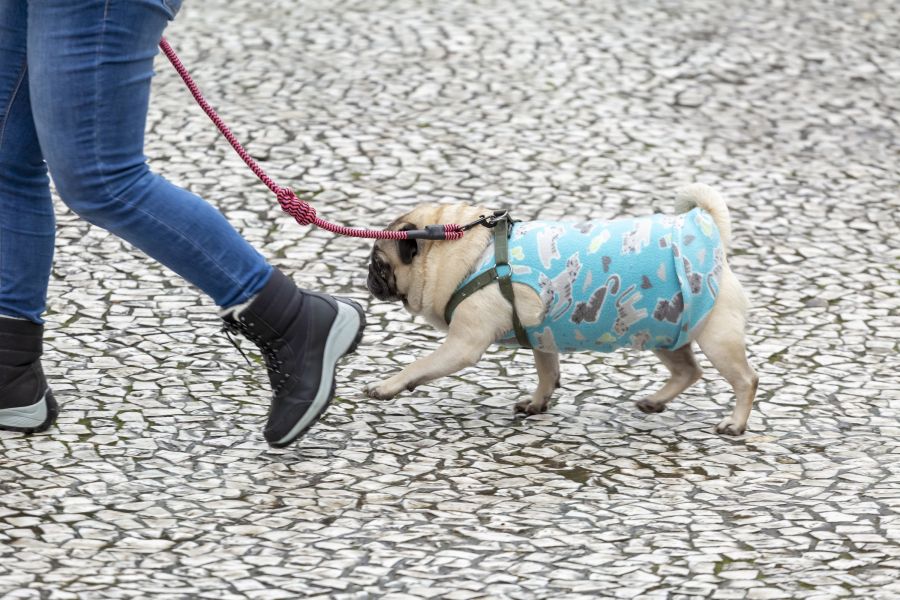 Curitiba discute projeto de lei para regulamentar circulação de animais em condomínios