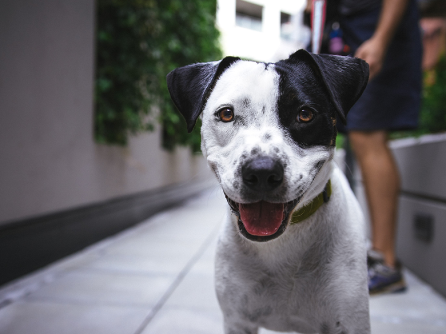 Cachorro sem coleira gera multa e moradora questiona decisão na justiça