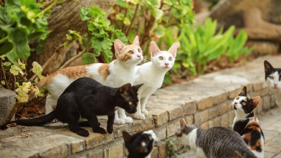 Justiça barra gatos comunitários em condomínio de Goiânia e confirma assembleia que proibiu animais soltos
