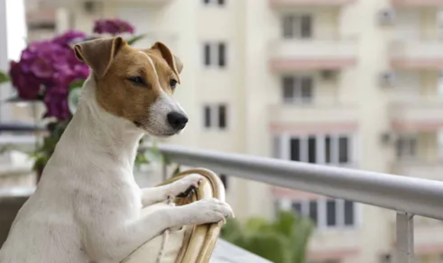 Moradores acionam Justiça para vizinha cessar latidos de cães em condomínio de Maceió
