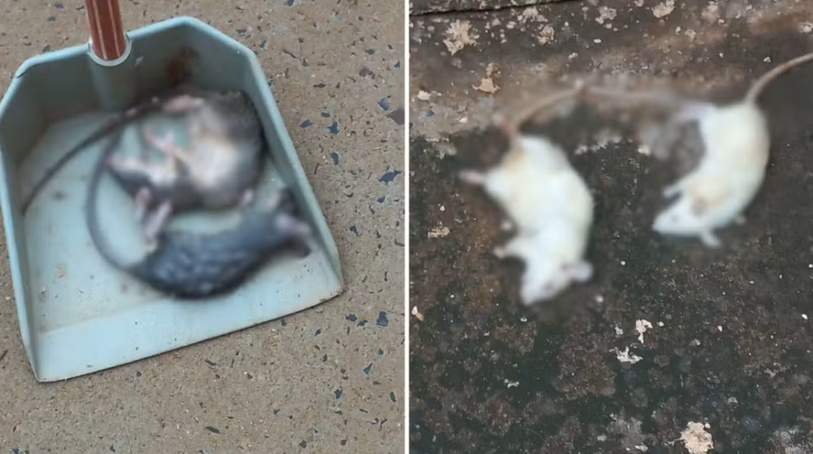 Infestação de ratos em apartamento de idosa causa preocupação em condomínio de São José do Rio Preto