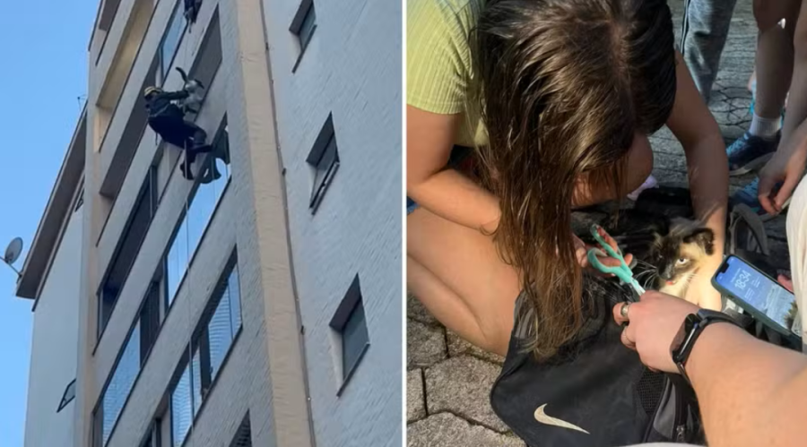 Bombeiros resgatam gato preso em tela de proteção no 7º andar em Caxias do Sul