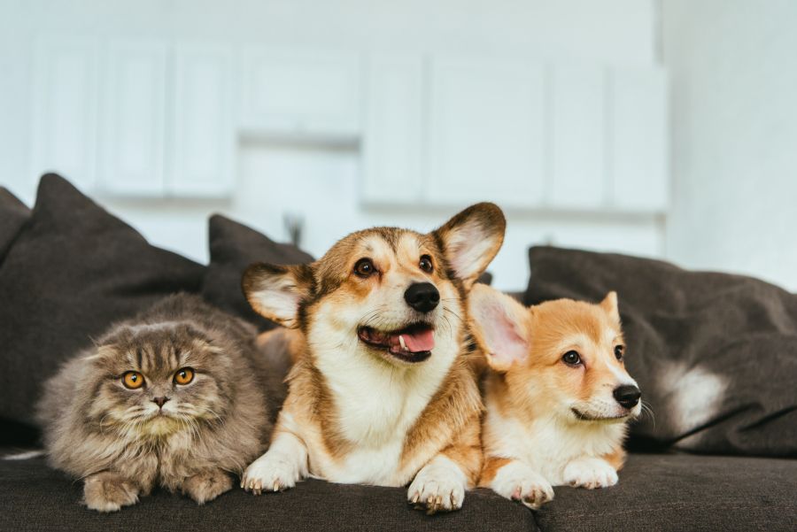 Cães e gatos em condomínios: direitos, deveres e boas práticas de convivência