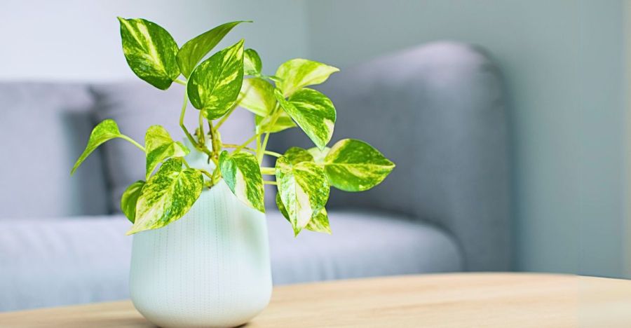 Três plantas que transformam apartamentos em refúgios de bem-estar