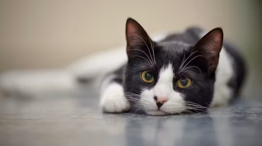 Justiça multa moradoras do DF por alimentar gatos de rua em condomínios