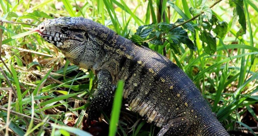 Morador é multado em R$ 500 por matar lagarto silvestre em condomínio no interior de SP