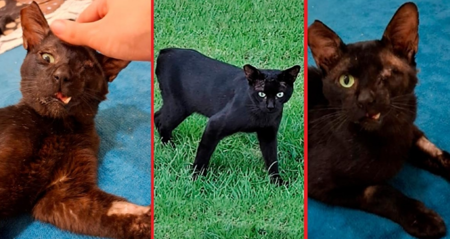 Morador aciona Justiça após condomínio ignorar ordem para cuidar de gatos comunitários