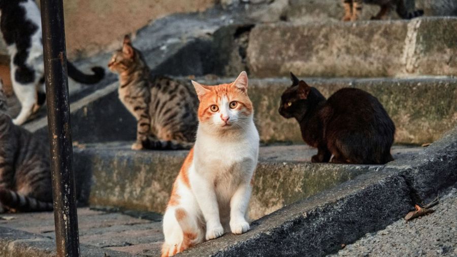 TJDFT derruba proibição e autoriza alimentação de gatos em condomínio de Sobradinho