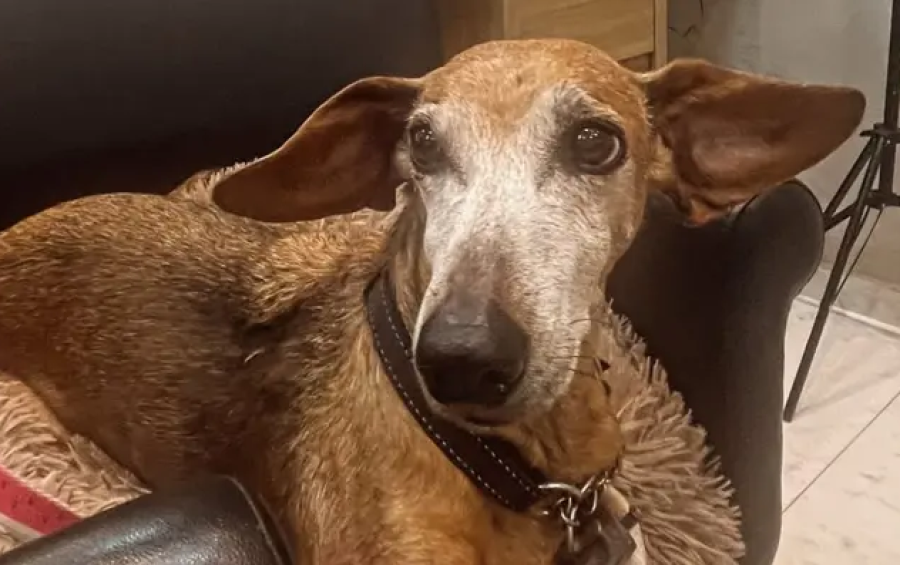 Cachorra agredida em elevador de condomínio no Leblon se recupera, e caso reacende debate sobre segurança e responsabilidade com pets