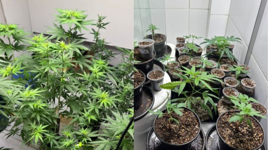 Polícia descobre plantação de maconha dentro de apartamento e operação expõe riscos ocultos em condomínios de João Pessoa