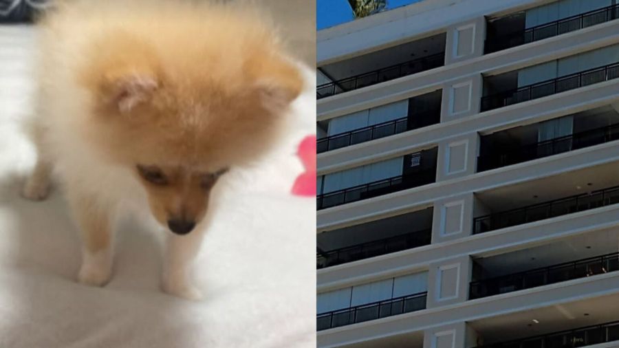 Cadela cai do 12º andar e morre em condomínio de Florianópolis após falha em proteção de sacada