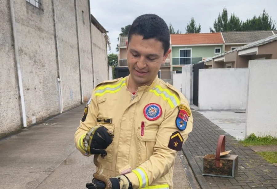 Cobra é encontrada em cama de criança e causa pânico em condomínio de Colombo