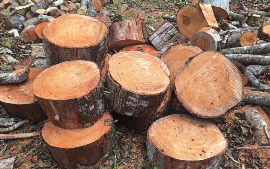 Polícia Ambiental fiscaliza condomínio em Itaipava após denúncia de desmatamento