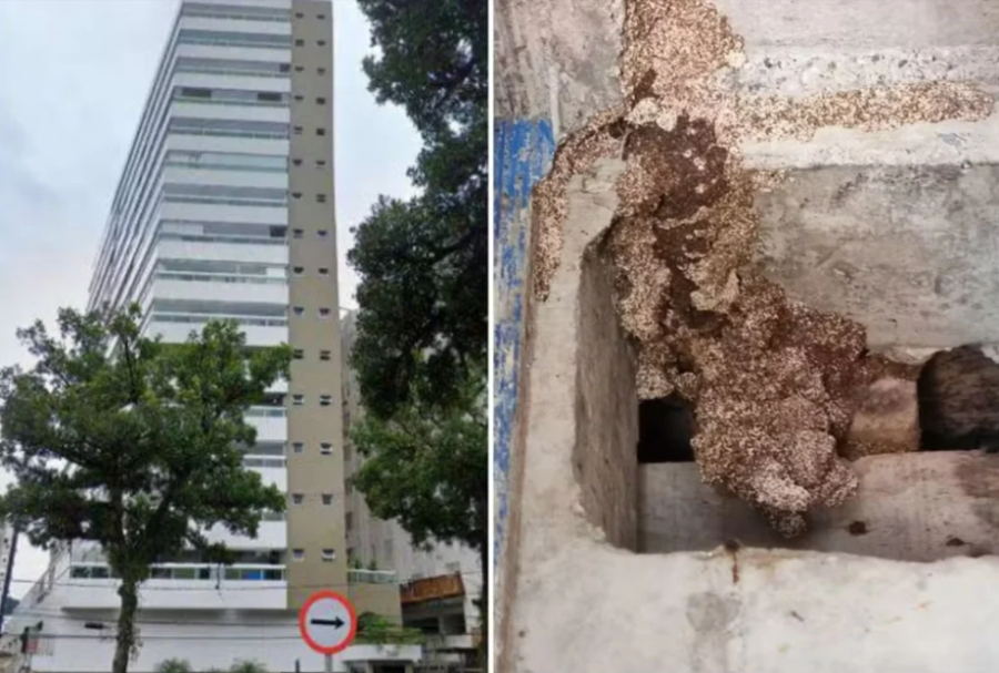 Construtora é condenada a indenizar famílias após infestação de cupins em edifício de Santos