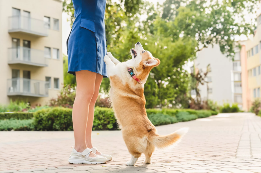 Pets em condomínios: direitos, deveres e os limites da convivência para evitar conflitos entre vizinhos
