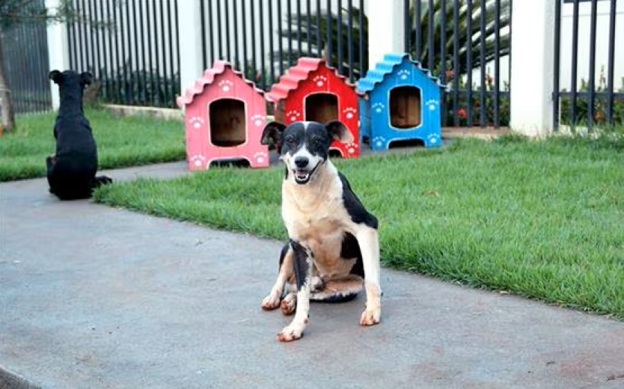 Lei no Distrito Federal garante proteção jurídica a protetores de animais contra punições em condomínios