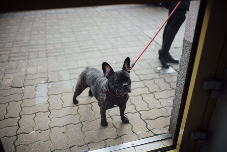Moradora é condenada por agredir vizinho e jogar fezes de cachorro durante conflito condominial