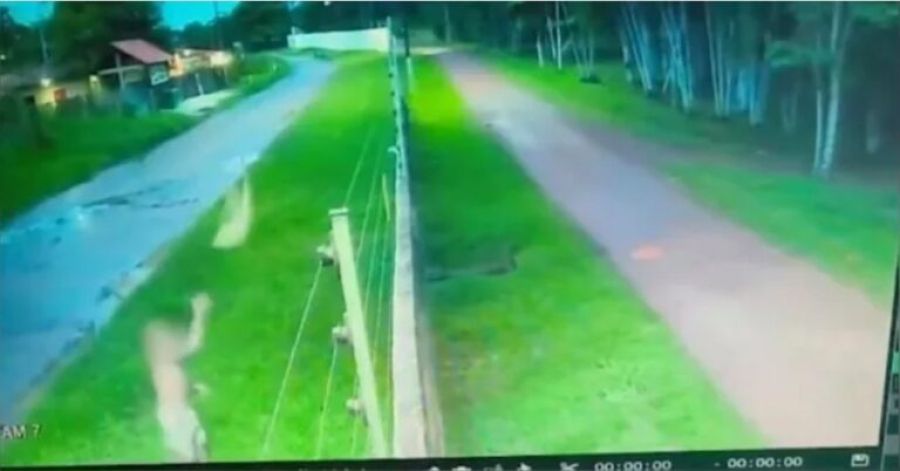 Cadela morre após ser arremessada por cima de muro de condomínio no Pará