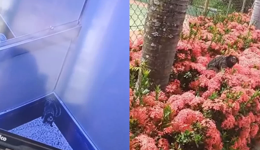 Sagui surpreende moradores ao “pegar carona” em elevador de prédio em Campinas