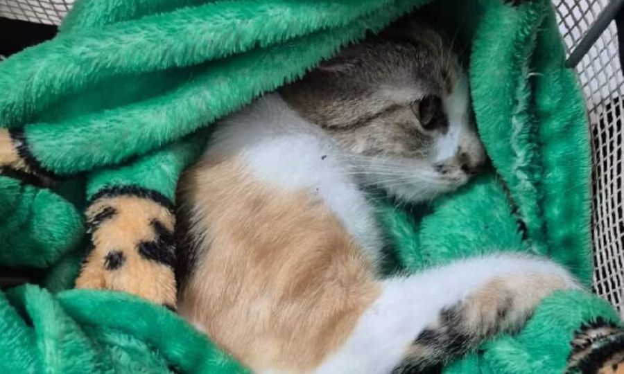 Mulher é presa em flagrante por arremessar gata do 12º andar de prédio no centro de Curitiba