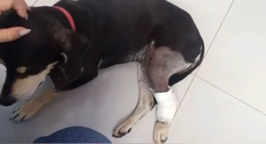 Cão é baleado dentro de condomínio em Guapó e caso passa a ser investigado pela Polícia Civil