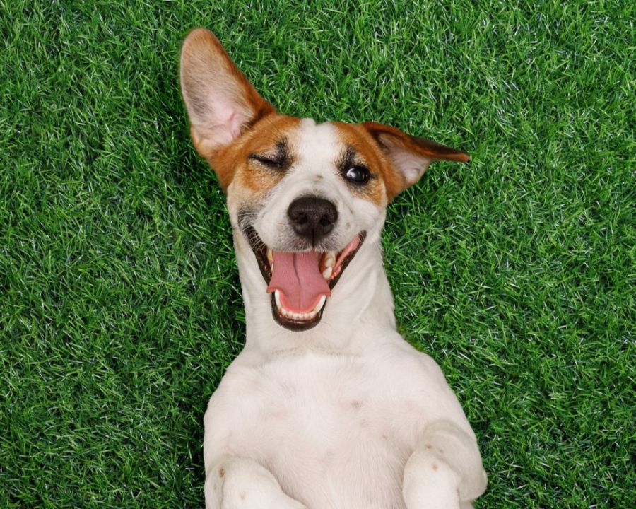 Nova lei em Natal assegura "livre circulação" de pets em condomínios