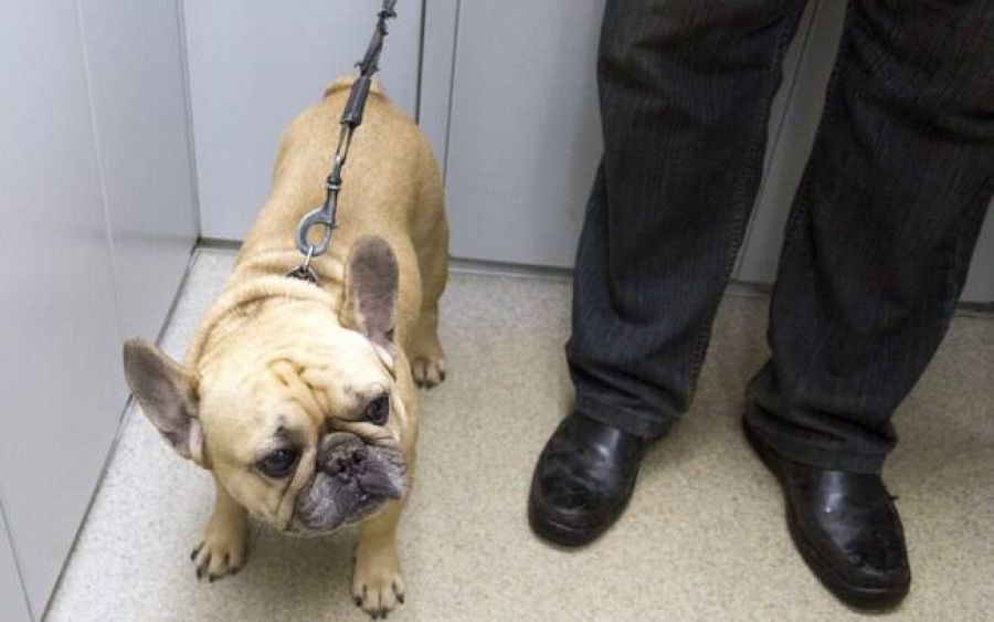 Cuidados com pets no elevador em condomínios para evitar acidentes e conflitos
