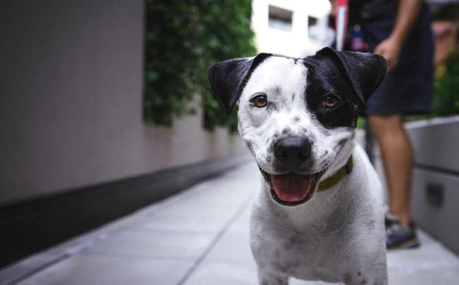 Projeto de lei quer obrigar condomínios a denunciar casos de maus-tratos a animais